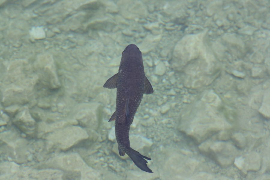 Related image