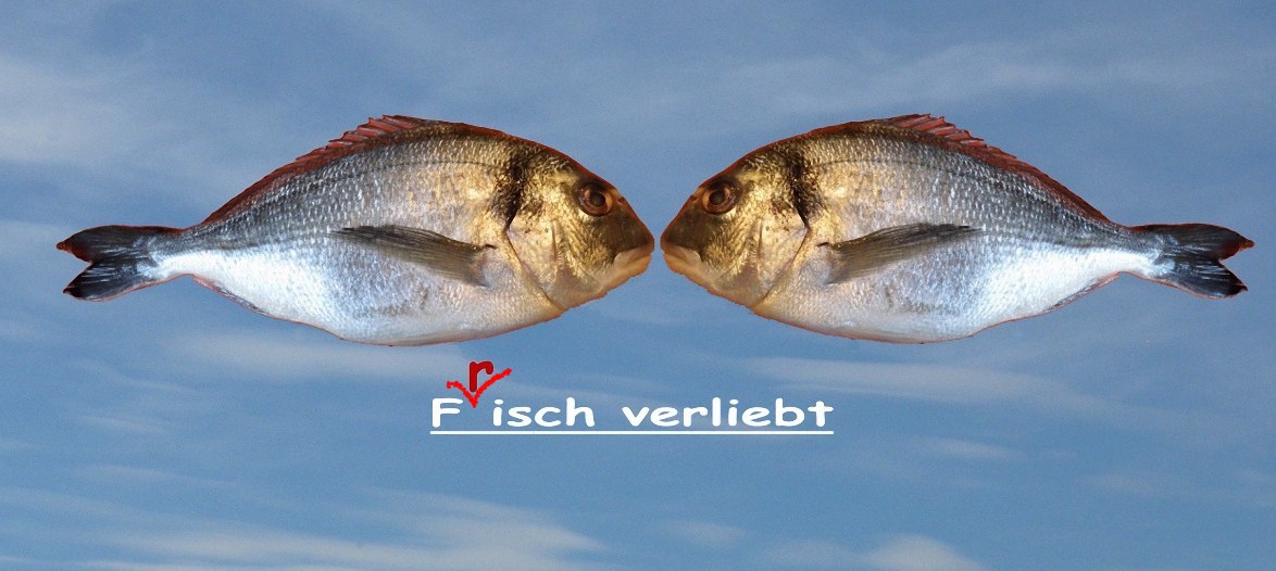 Fisch Verliebt.