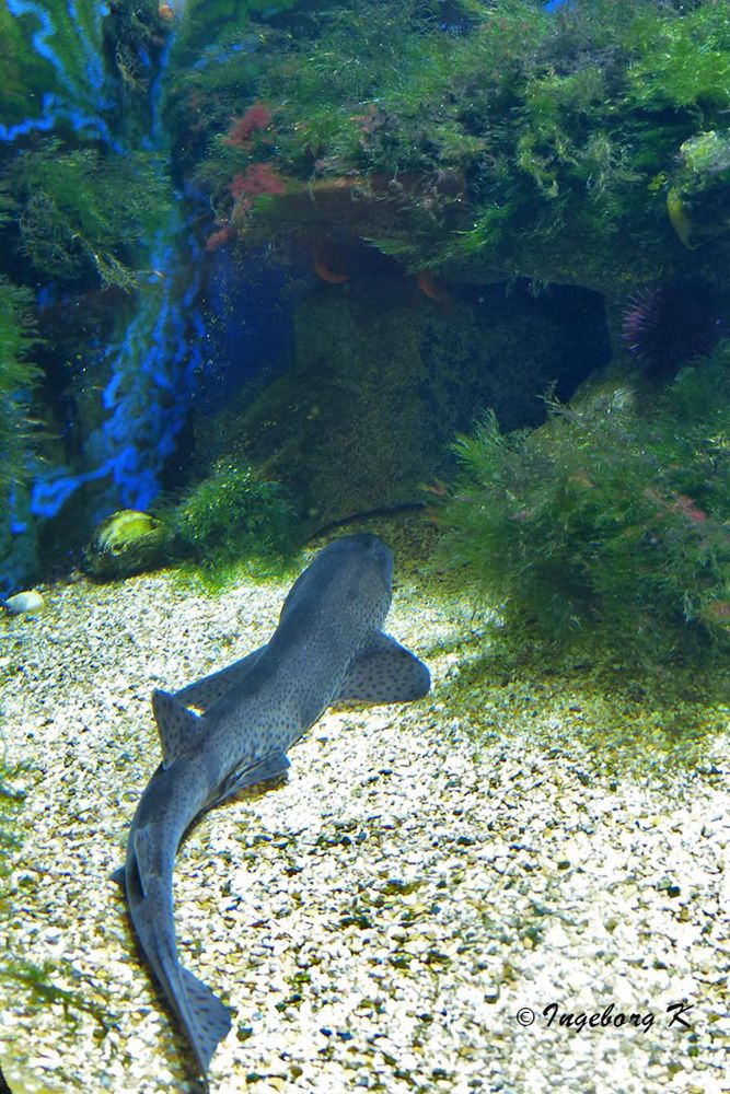 Fisch vor einem Höhleneingang - Aquazoo Düsseldorf 