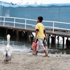 Fisch vor Pelikan
