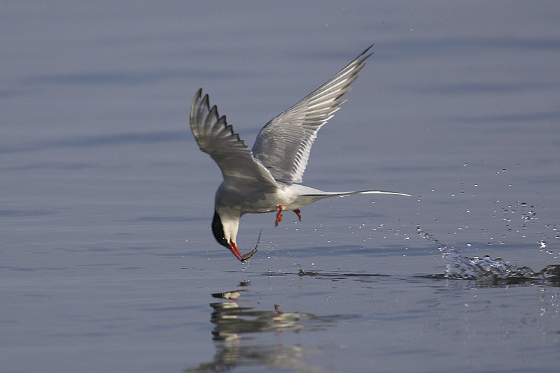 Fisch waschen....