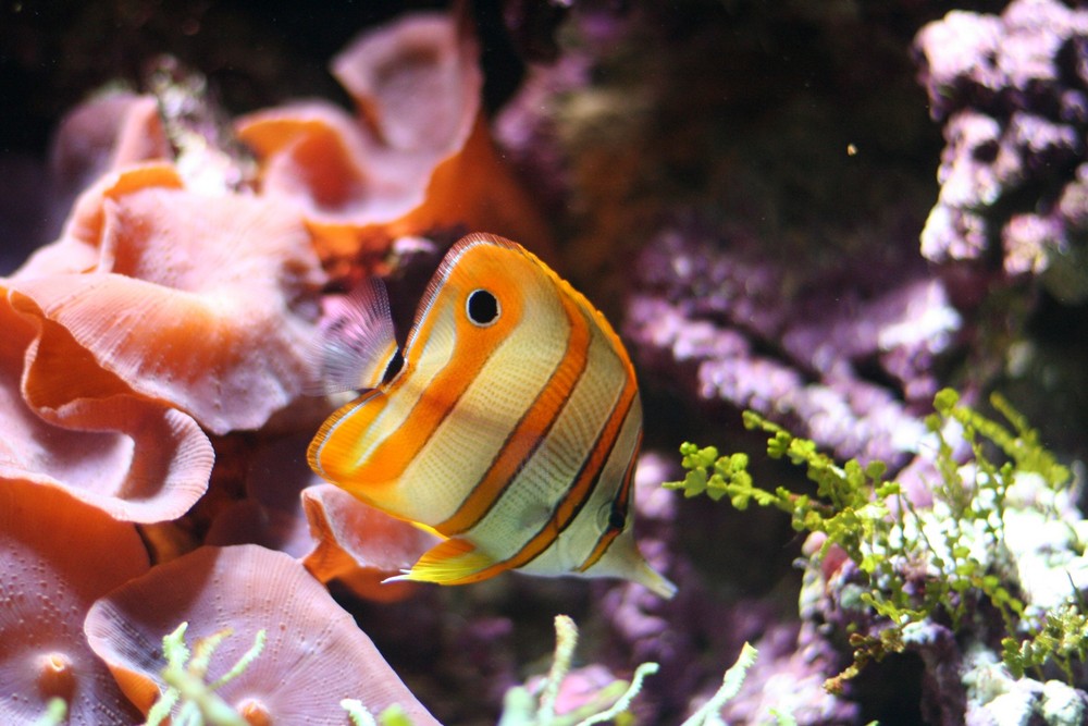 Fisch - wieder im Zoo Schönbrunn in Wien