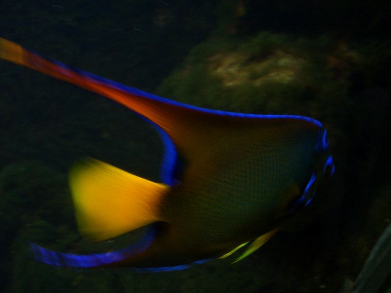 Fisch Wilhelma Stuttgart