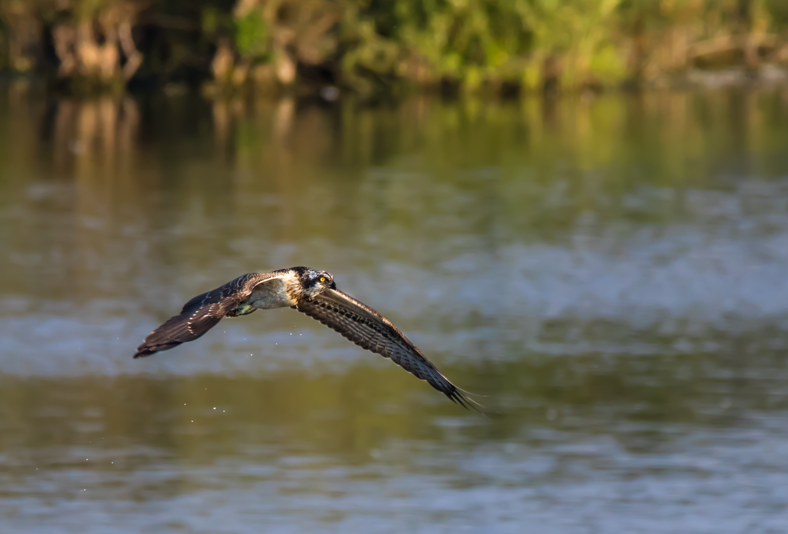 "FISCH WO BIST DU"?