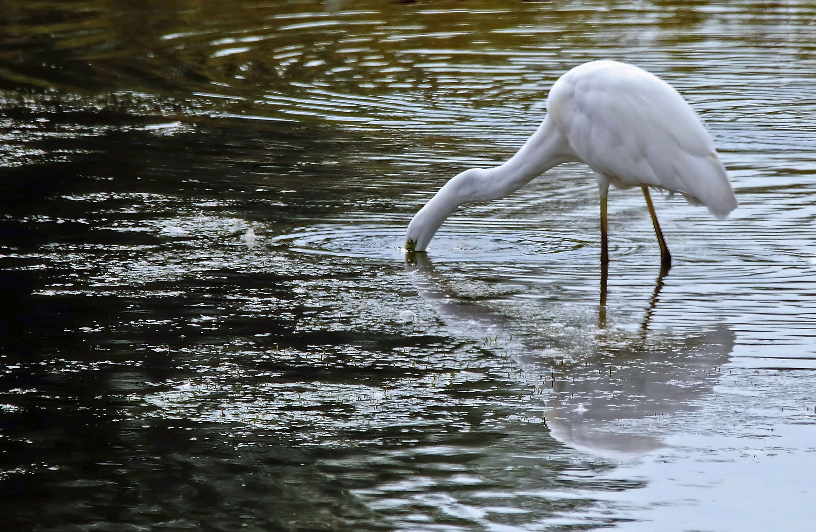 "FISCH wo bist du denn ...."