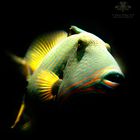 Fisch | Zoo Basel