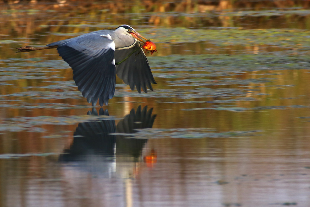 Fisch zu Ostern........