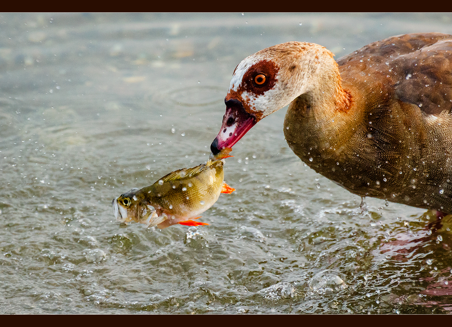 Fisch zum Frühstück #02