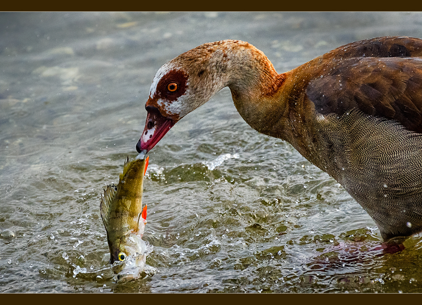 Fisch zum Frühstück 