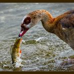 Fisch zum Frühstück 