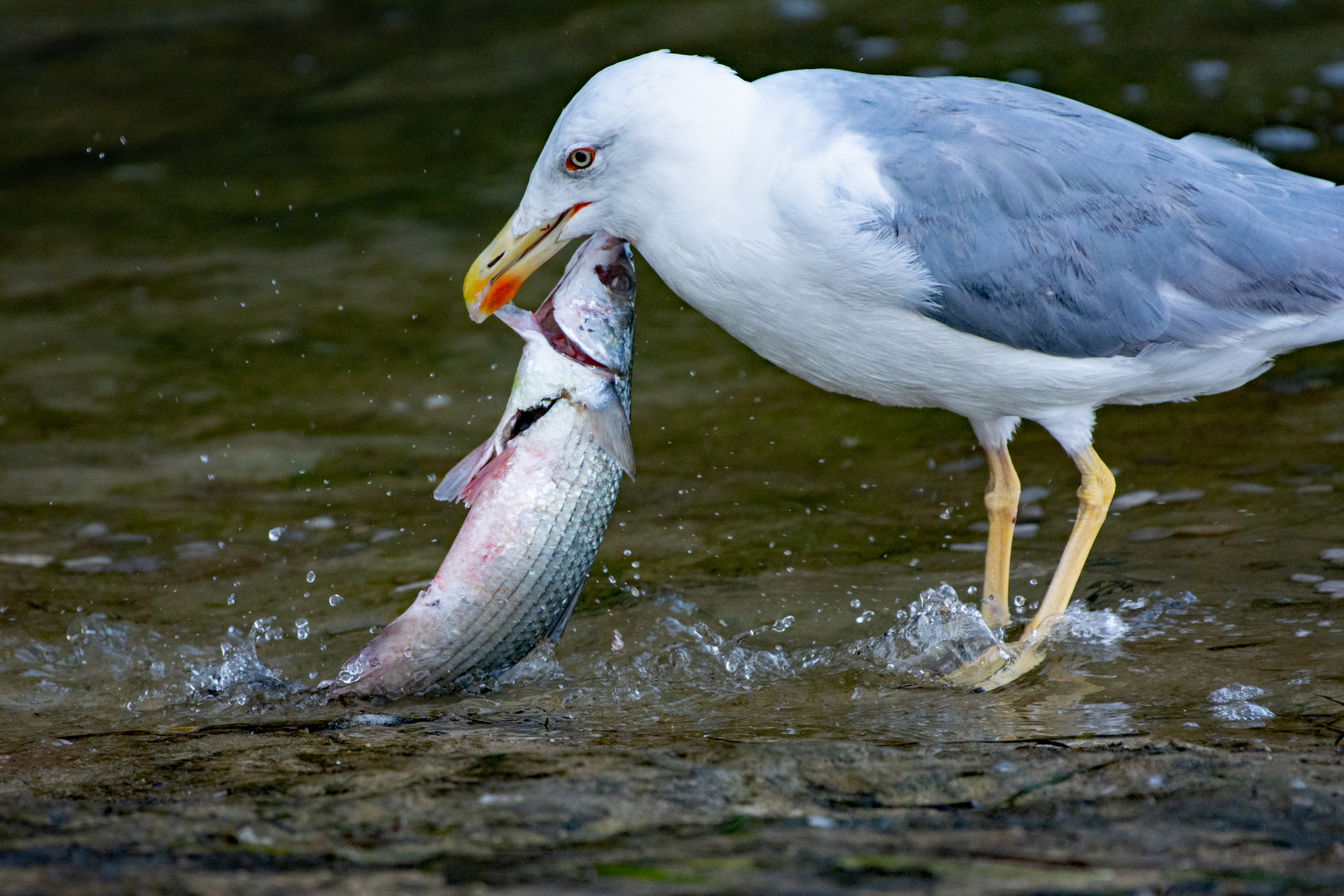 Fisch zum Frühstück.