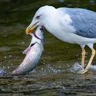 Fisch zum Frühstück.