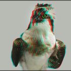 Fischadler (3D)