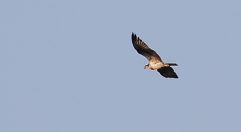 Fischadler am Altmühlsee auf der Vogelinsel