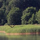 Fischadler am Grimnitzsee