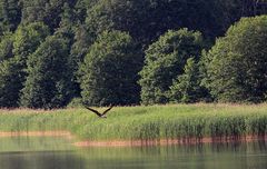 Fischadler am Grimnitzsee