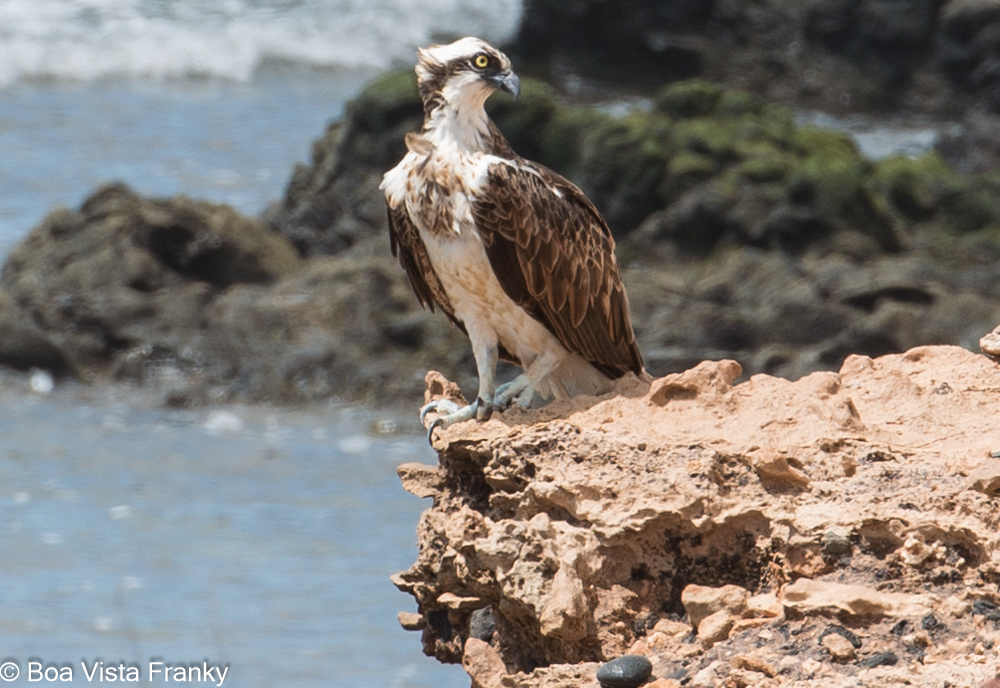 Fischadler auf Boa Vista