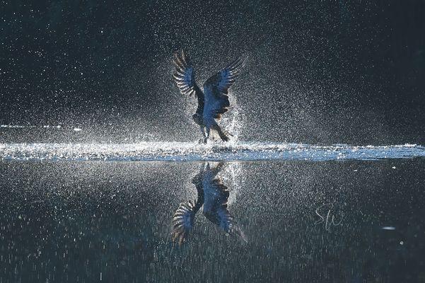 Fischadler auf der Jagd