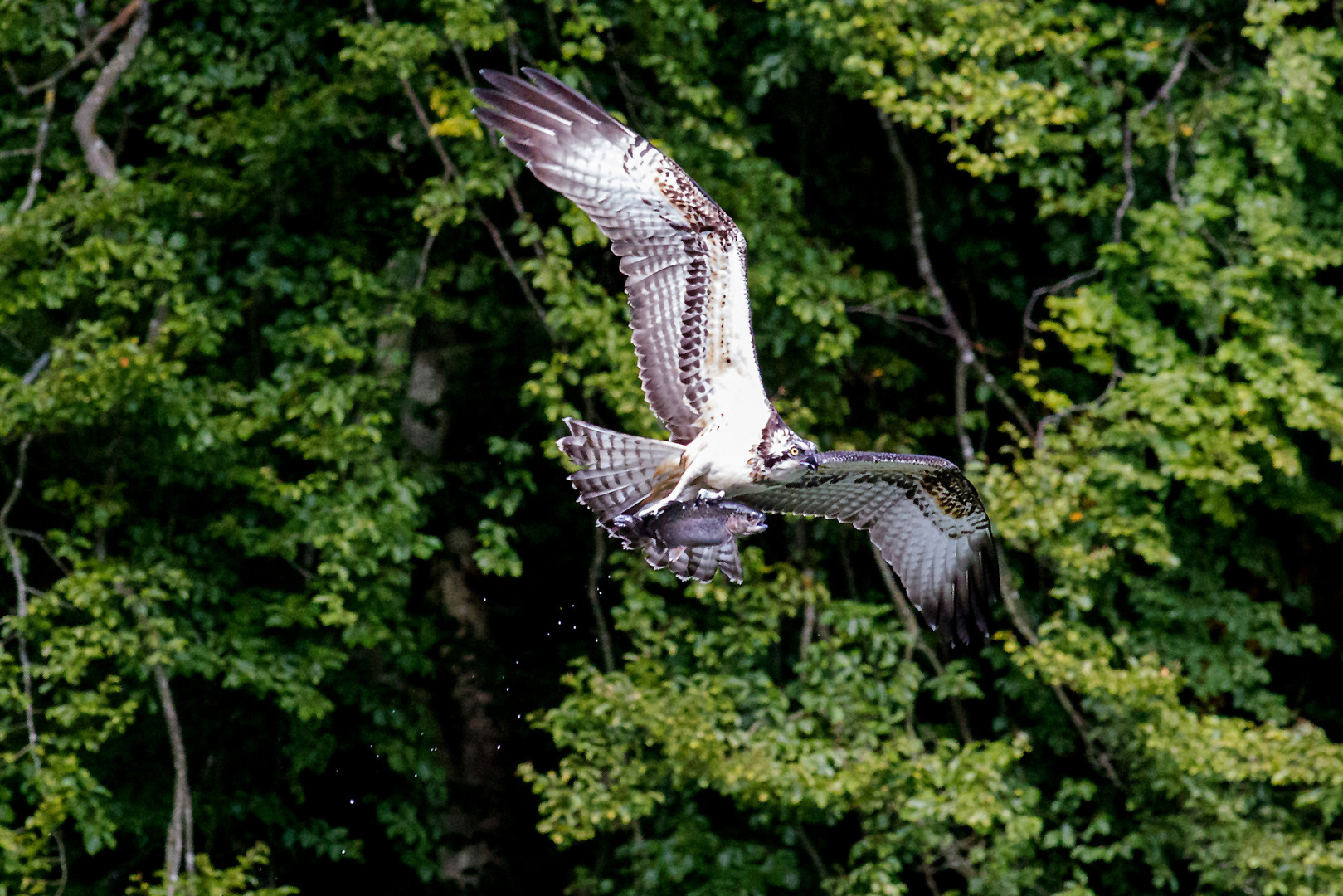 Fischadler auf Jagd I