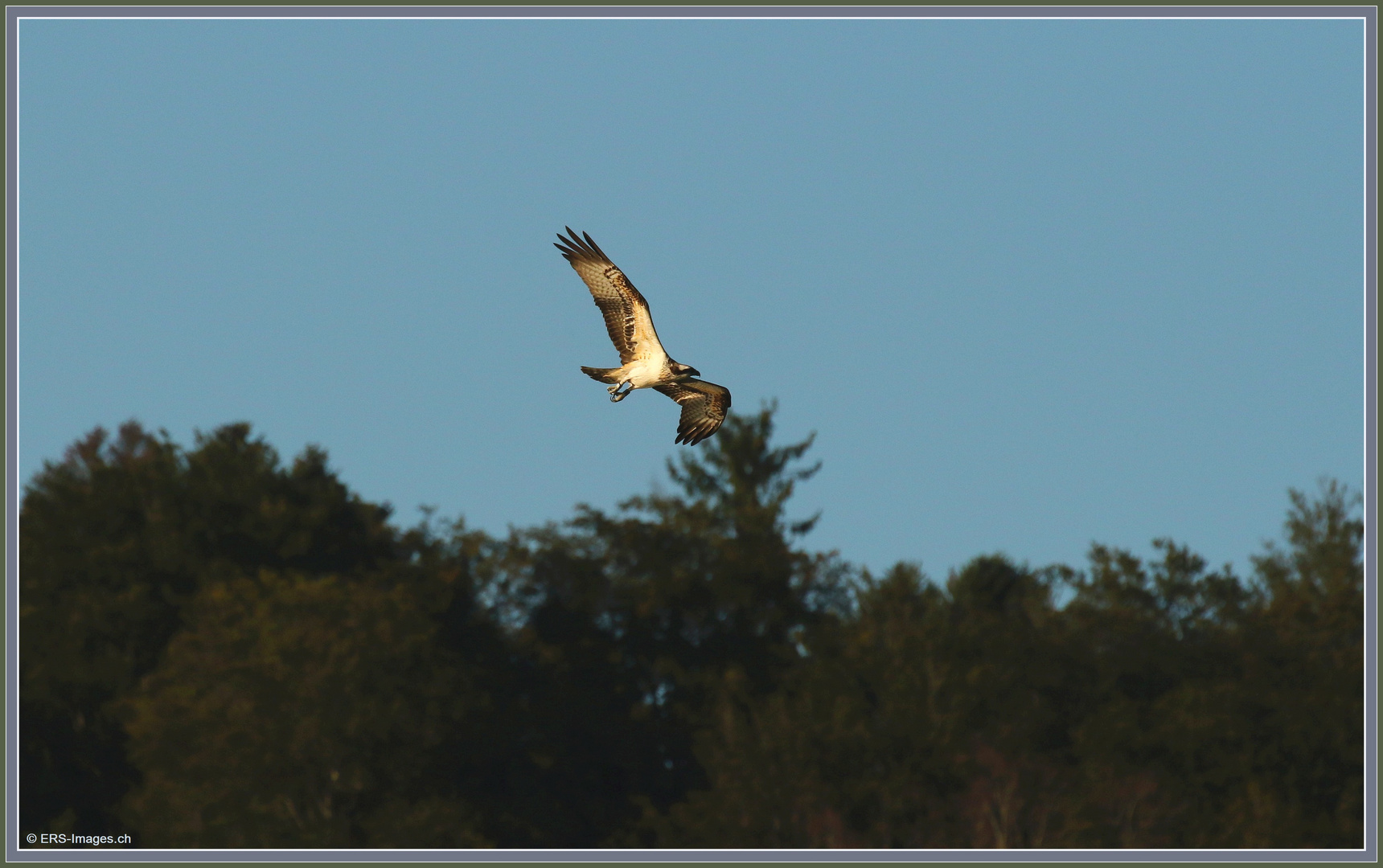 Fischadler, Balbuzard, Falco pescatore, Osprey, Flachsee, Rottenschwil 2023-09-20 345 (32) ©