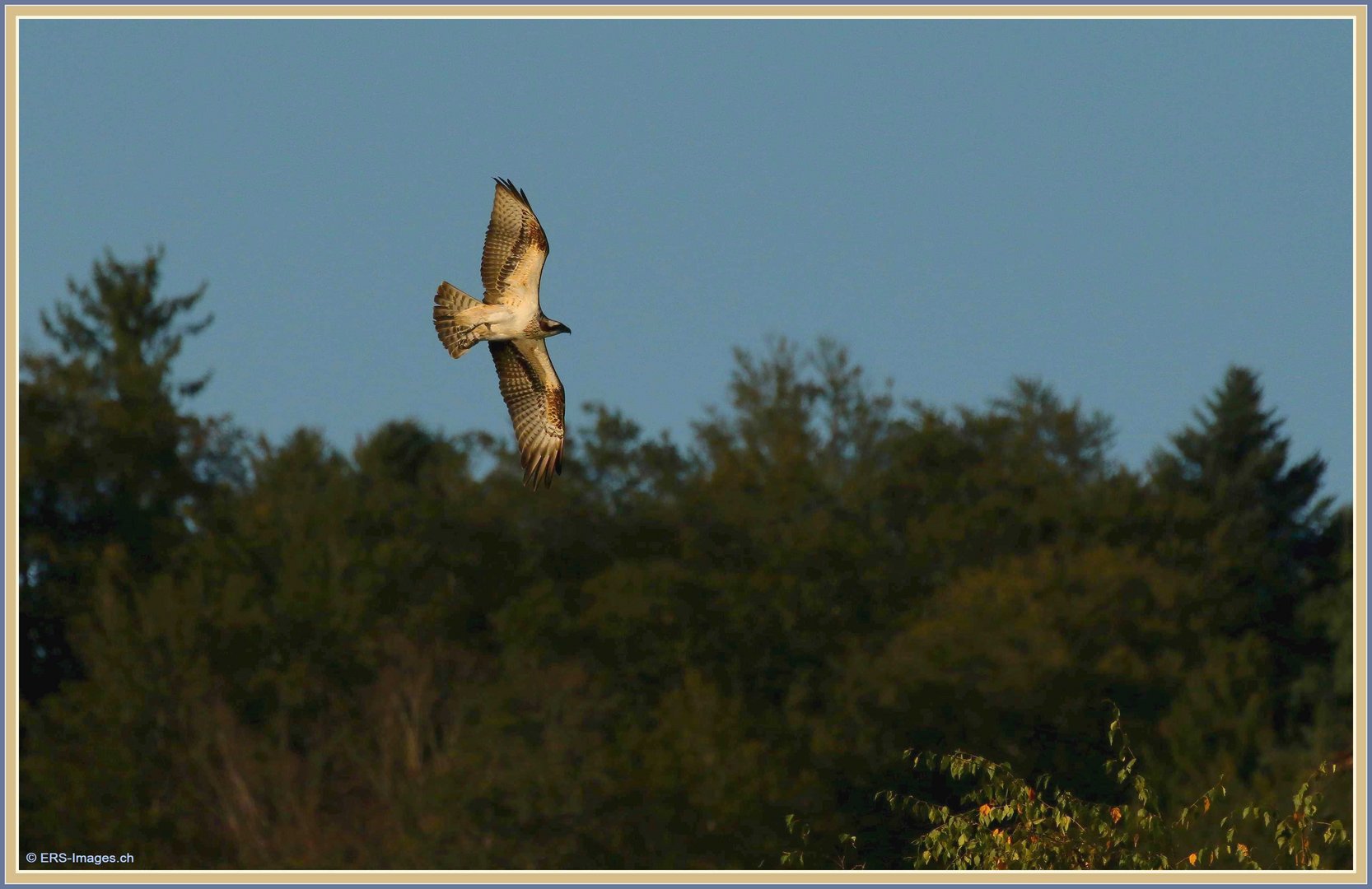 Fischadler, Balbuzard, Falco pescatore, Osprey, Flachsee, Rottenschwil 2023-09-20 345 (33)-V ©