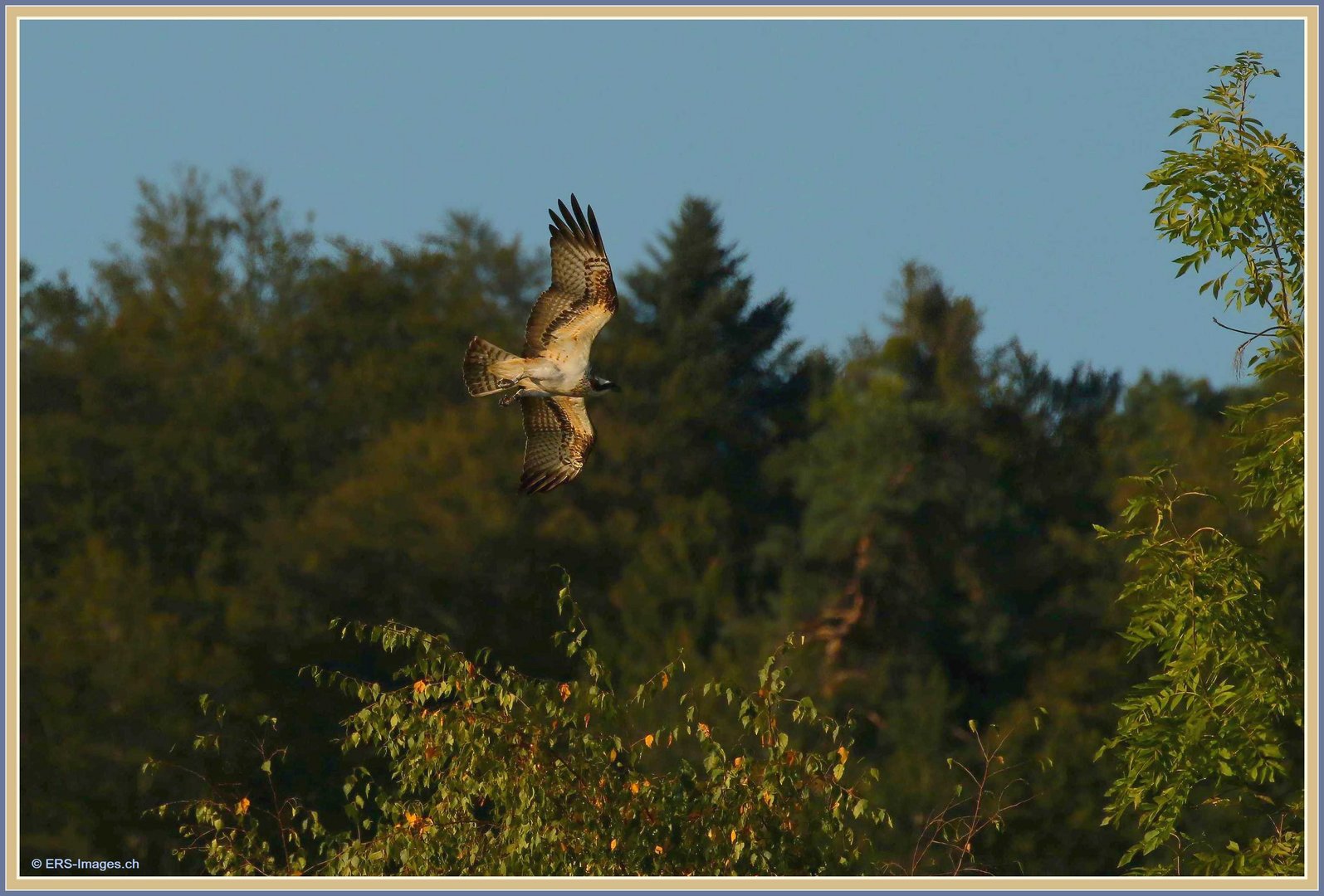 Fischadler, Balbuzard, Falco pescatore, Osprey, Flachsee, Rottenschwil 2023-09-20 345 (34)-V ©