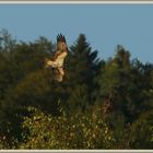 Fischadler, Balbuzard, Falco pescatore, Osprey, Flachsee, Rottenschwil 2023-09-20 345 (34)-V ©