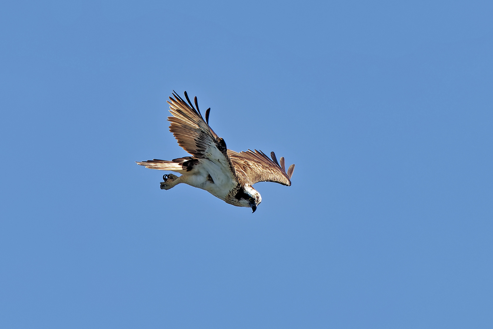 Fischadler bei der Jagd