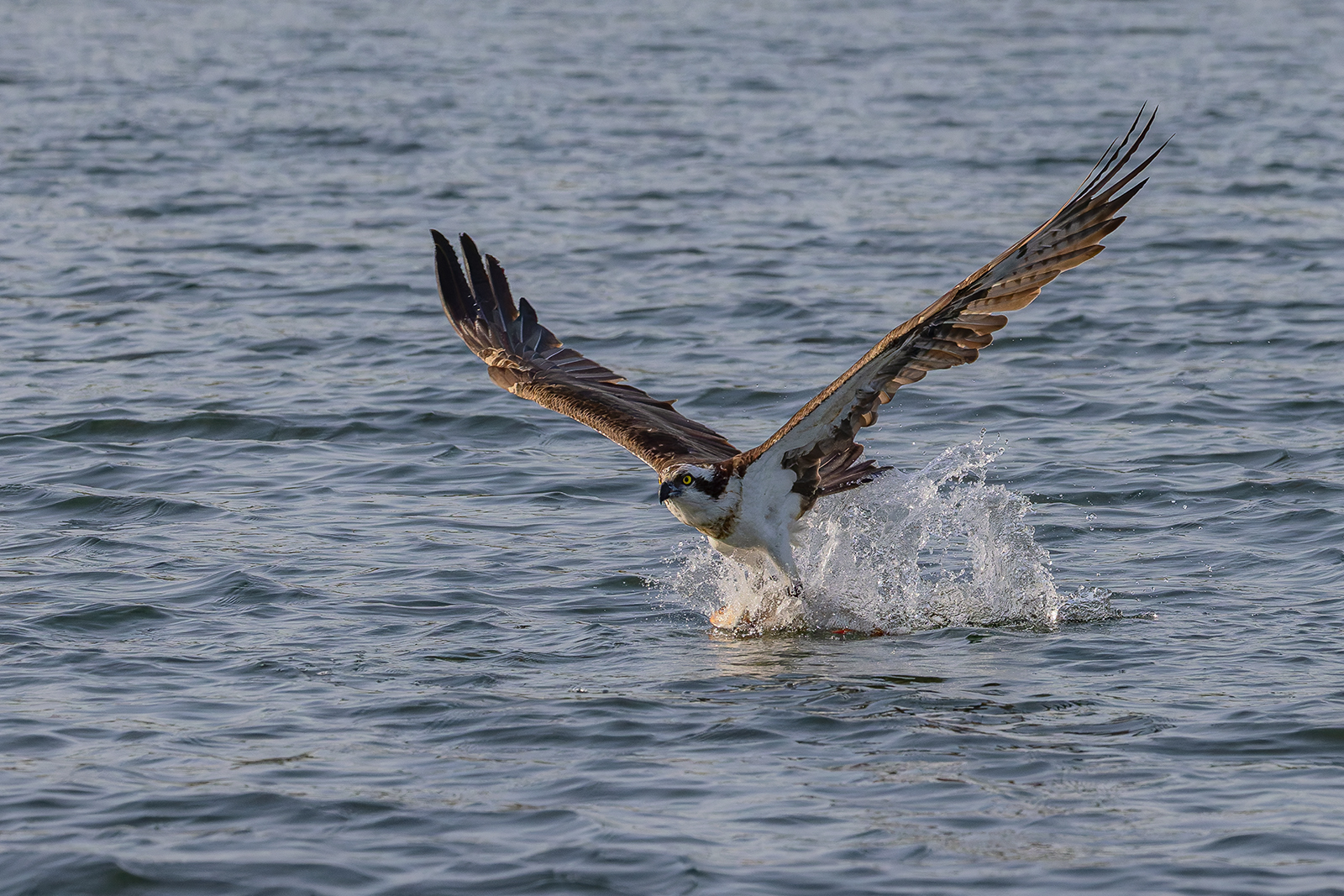 Fischadler beim Fischen(3)