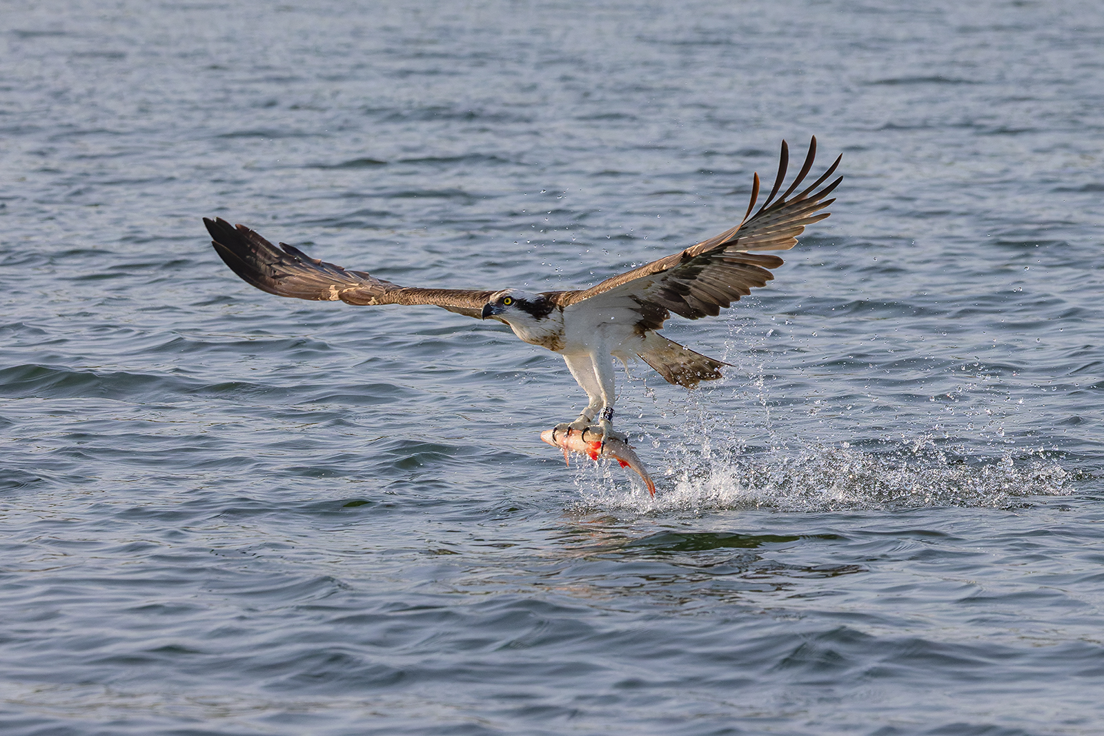 Fischadler beim Fischen(4)