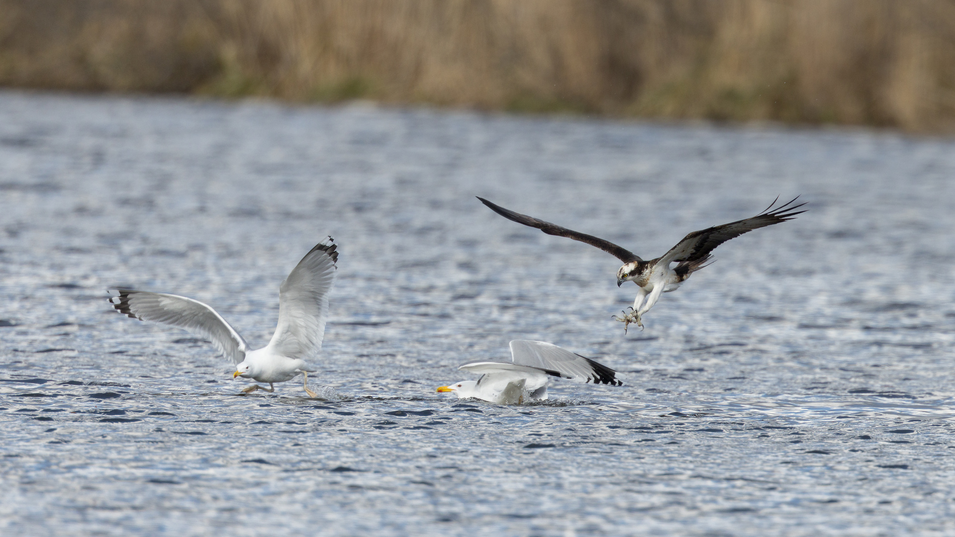 Fischadler beklaut Möwen (1 von 4)