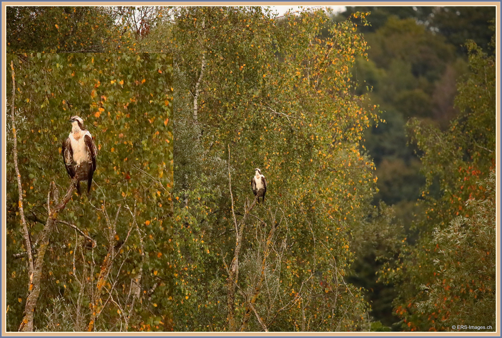 Fischadler, Flachsee, Rottenschwil 2023-09-21 077 ©