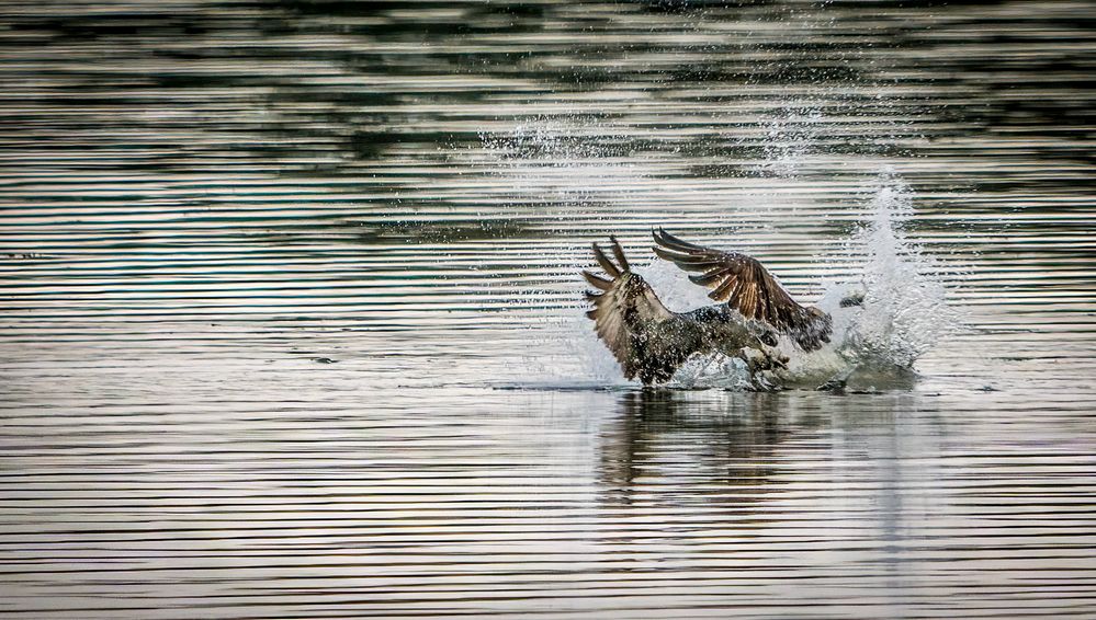 Fischadler holt sich Abendfisch