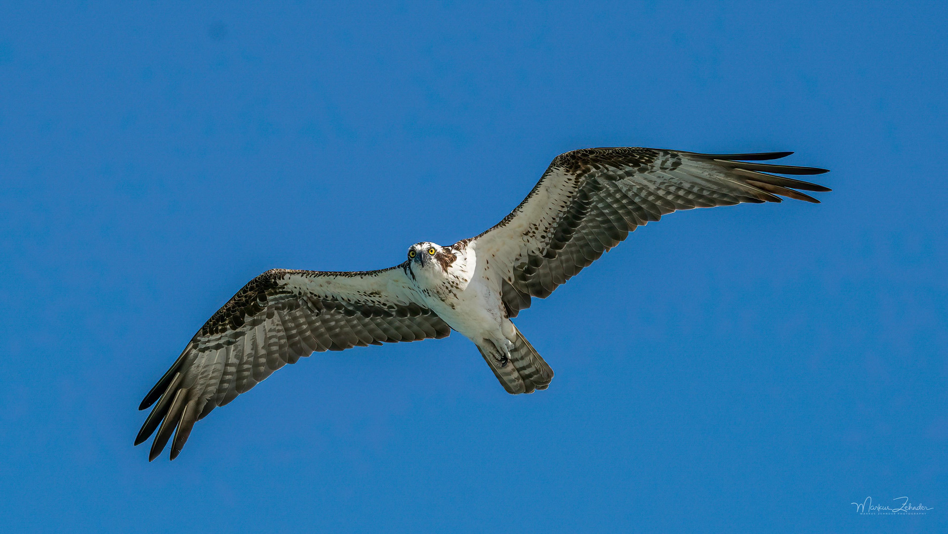 Fischadler im Anflug