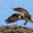 Fischadler im Anflug auf seinen Horst