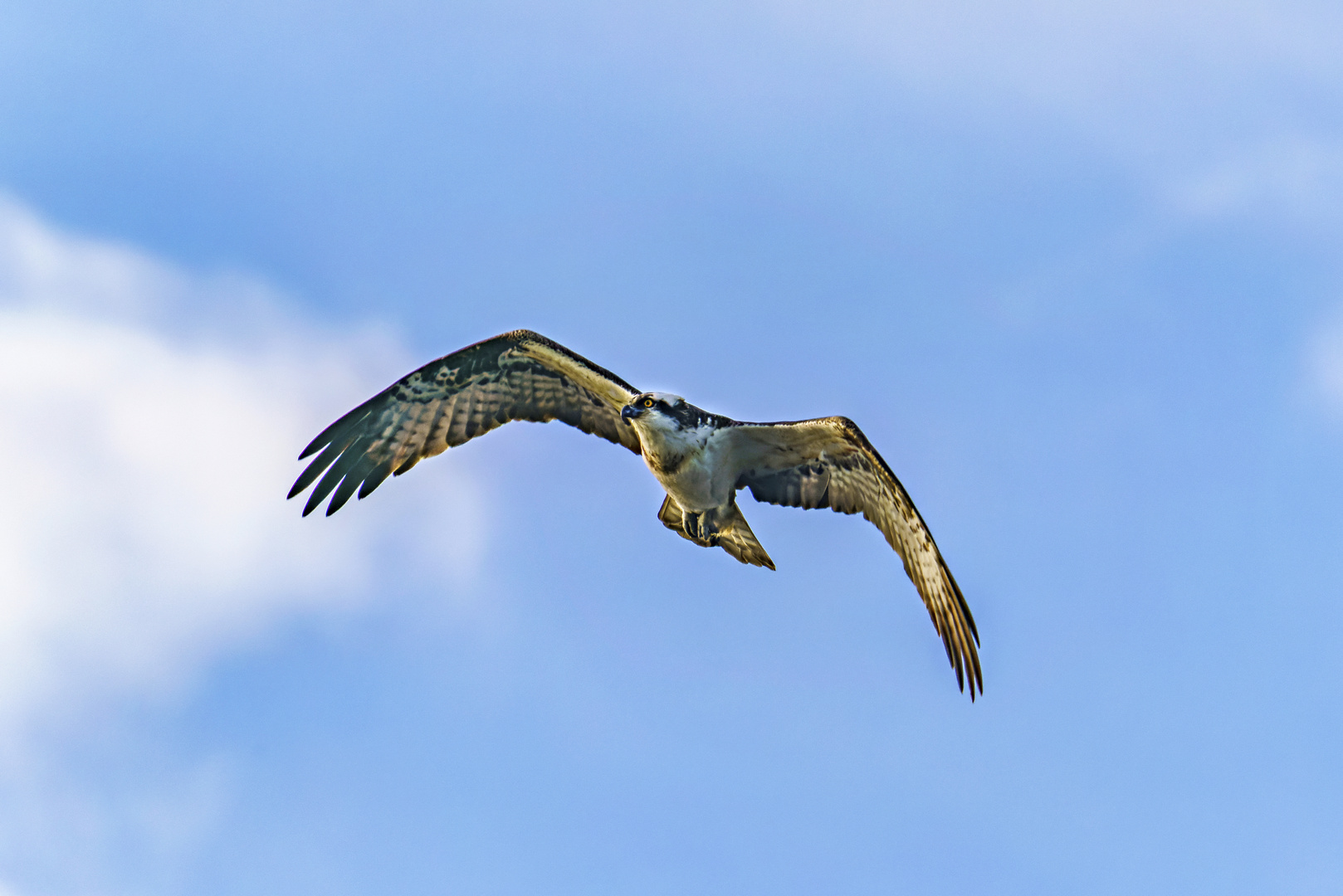 Fischadler im Anflug, Bislicher Insel 