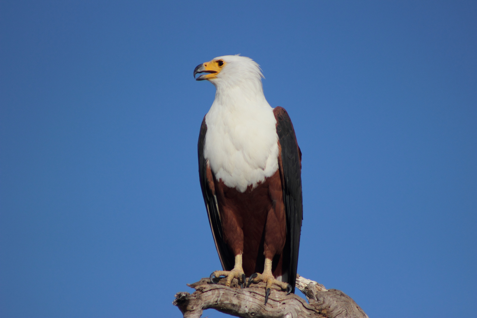 Fischadler im Chobe Nationalpark, Botswana