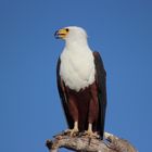 Fischadler im Chobe Nationalpark, Botswana