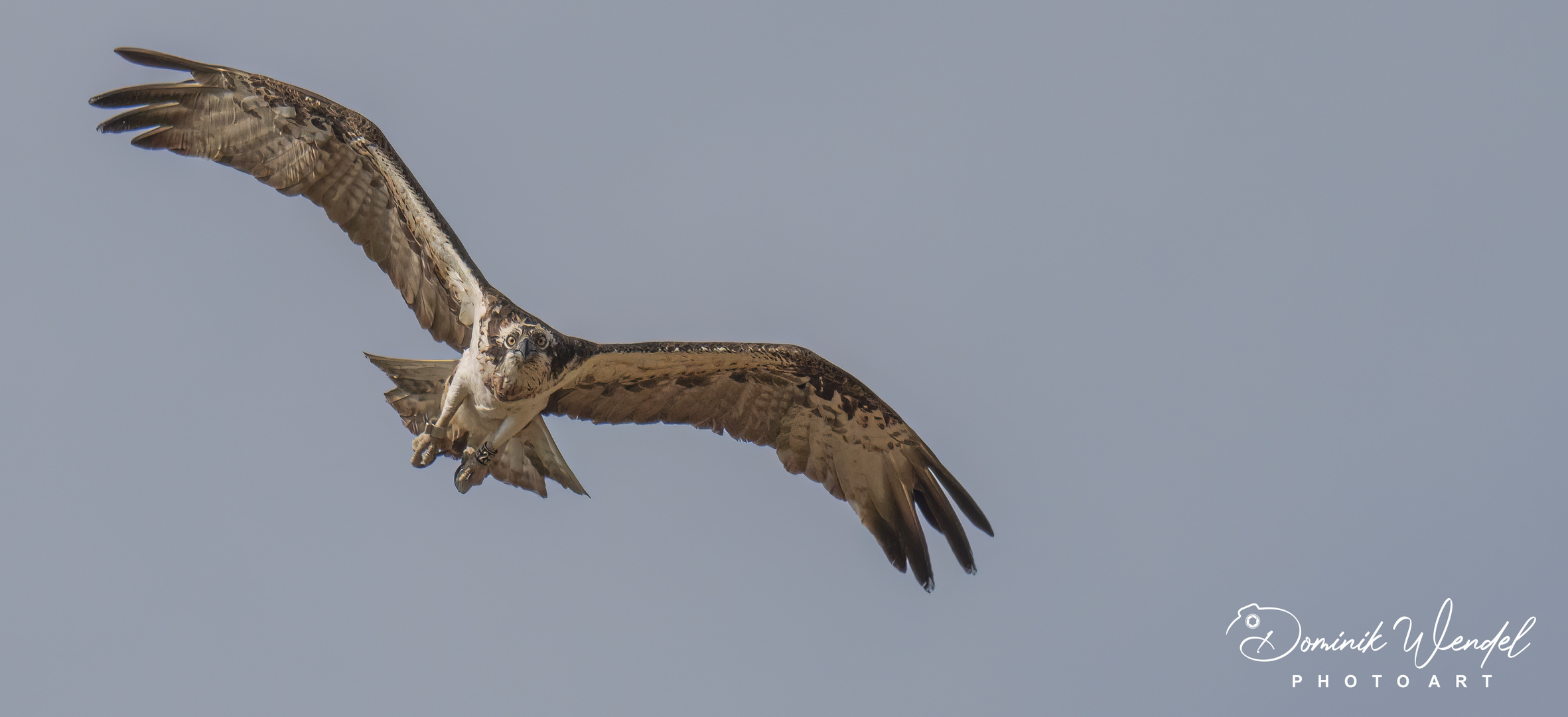 Fischadler im Flug