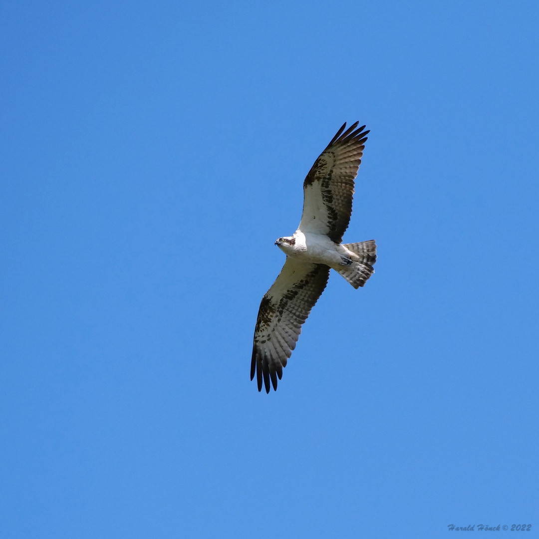 Fischadler im Flug