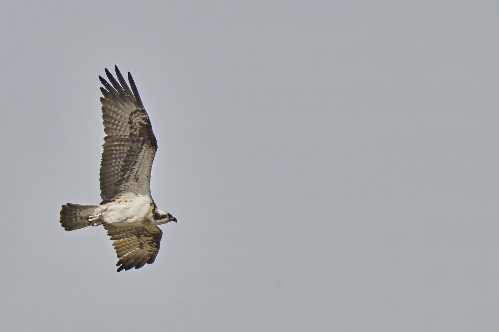 Fischadler im Flug