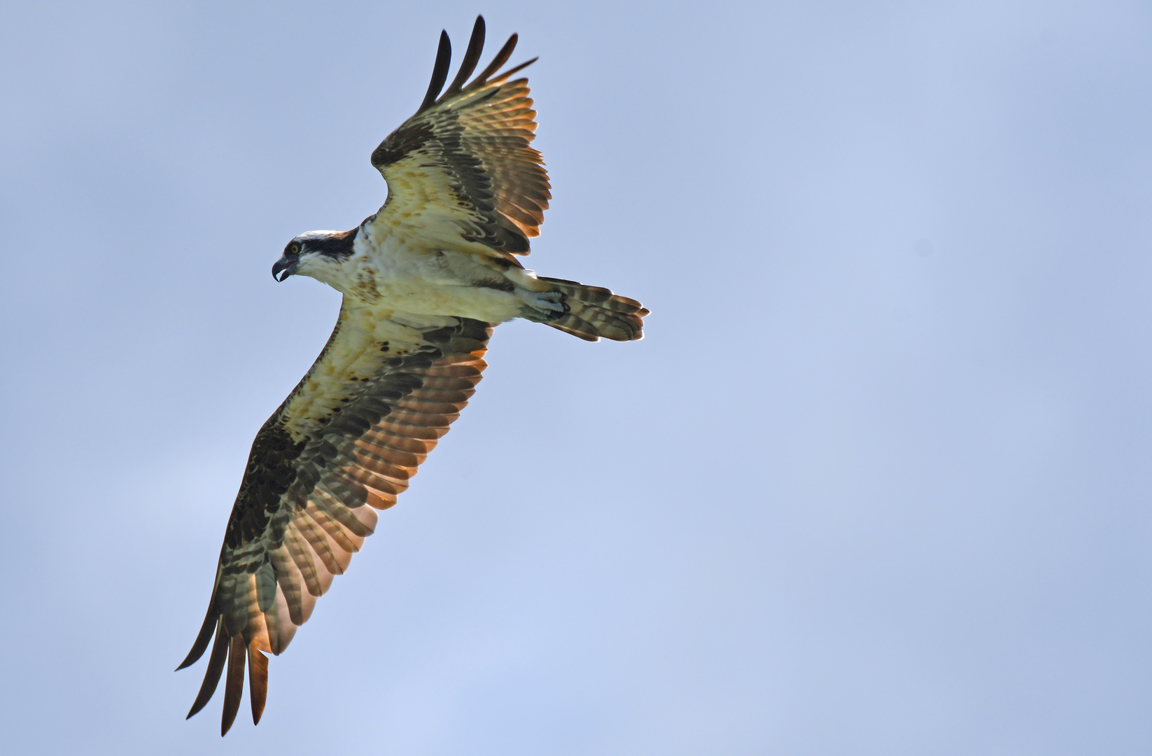 Fischadler im Flug