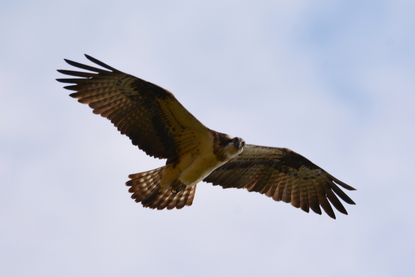 Fischadler im Flug