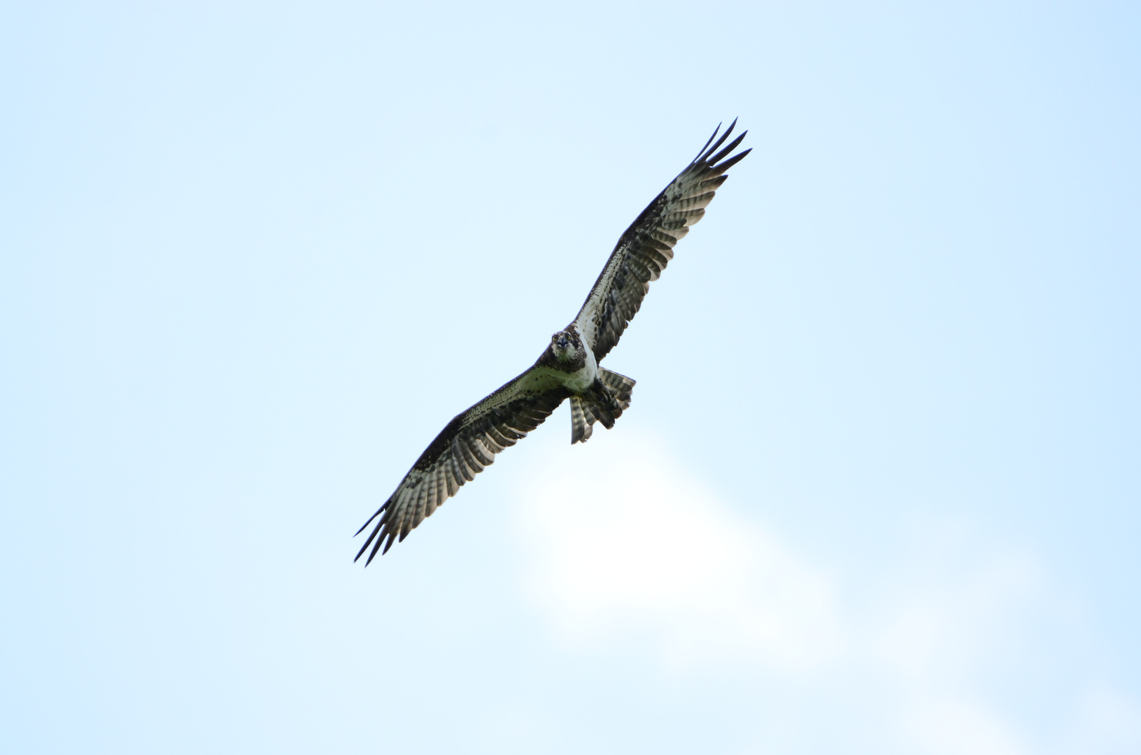 Fischadler im Flug