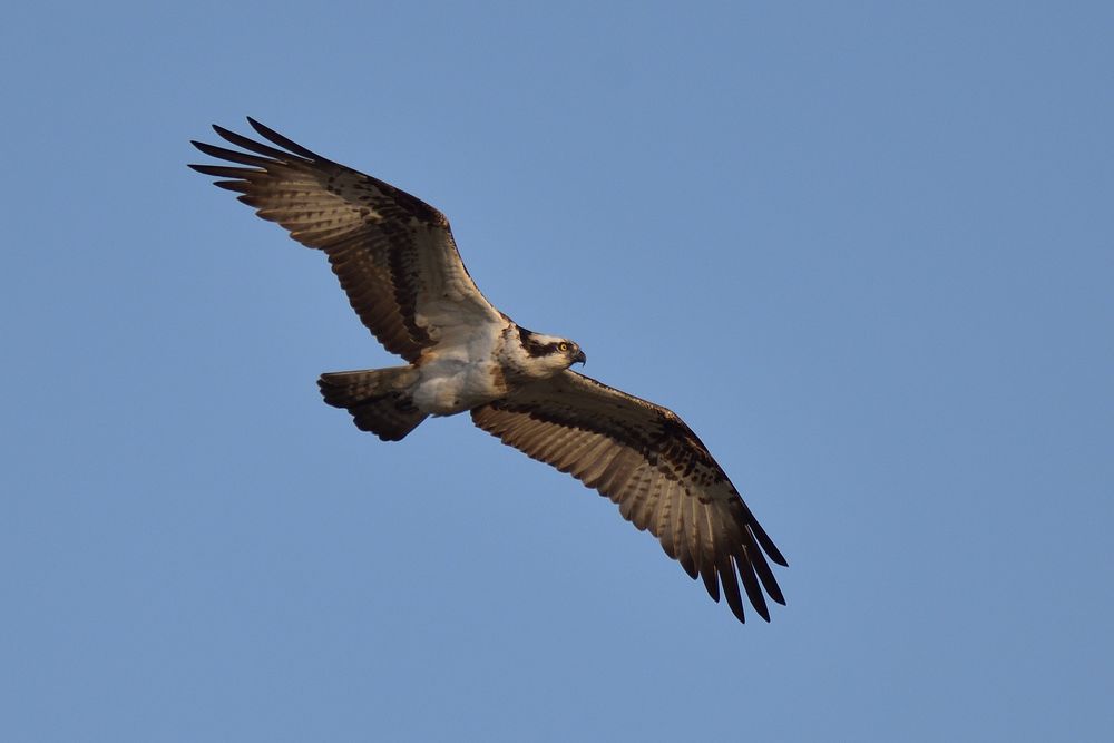 Fischadler im Flug