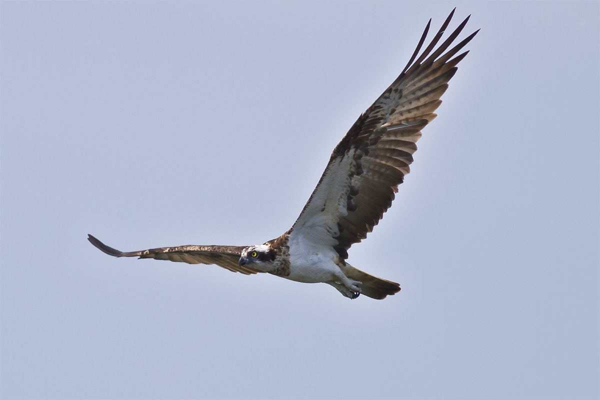 Fischadler im Flug