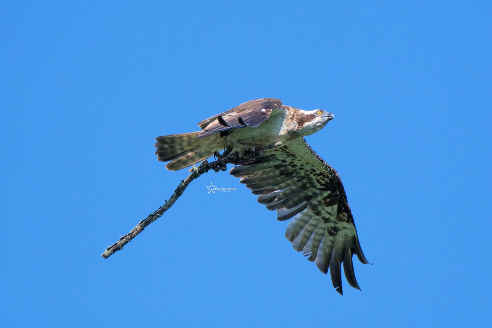 Fischadler im Flug mit Holz