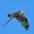 Fischadler im Flug mit Holz
