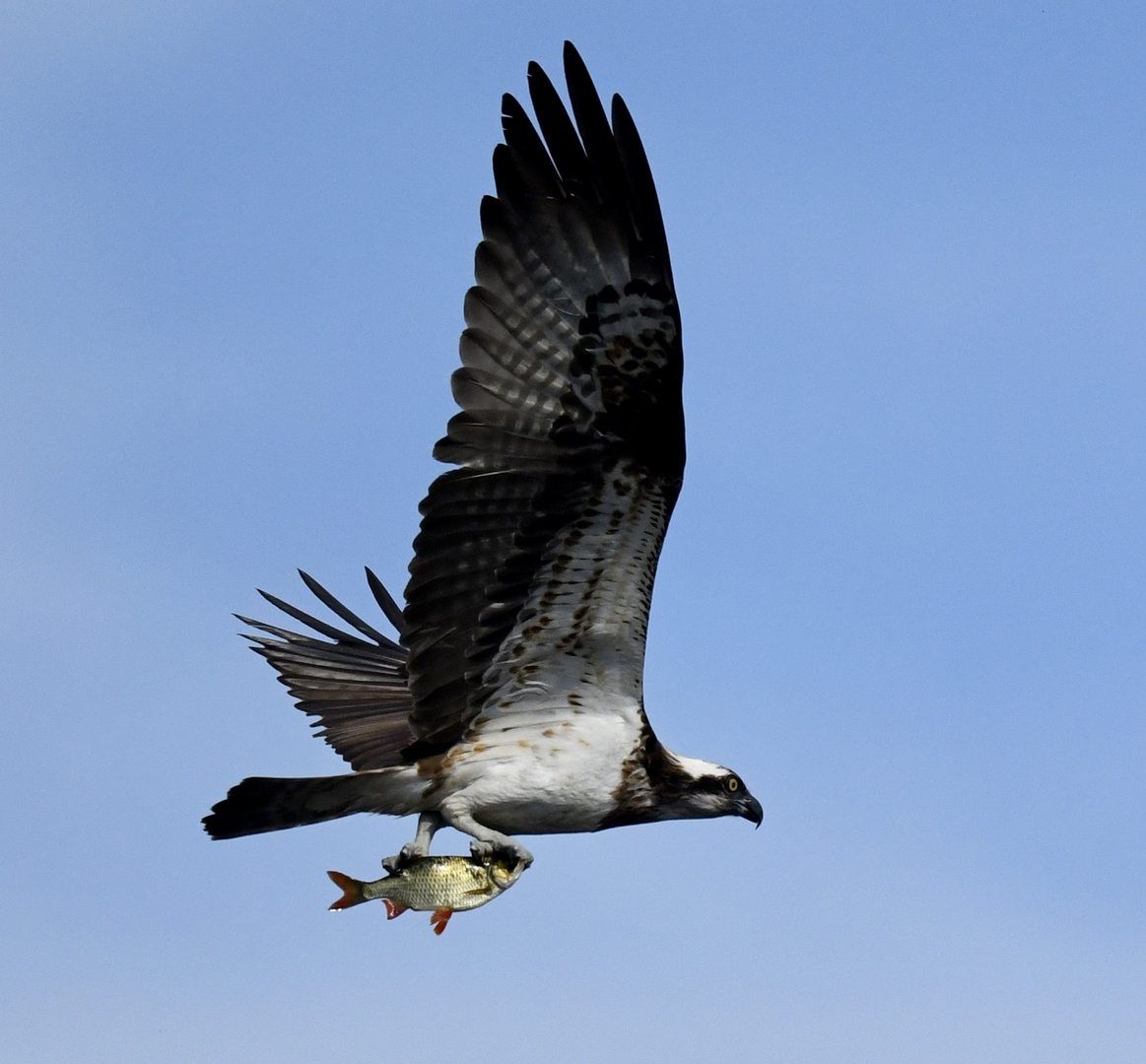 Fischadler im Flug nach Jagderfolg