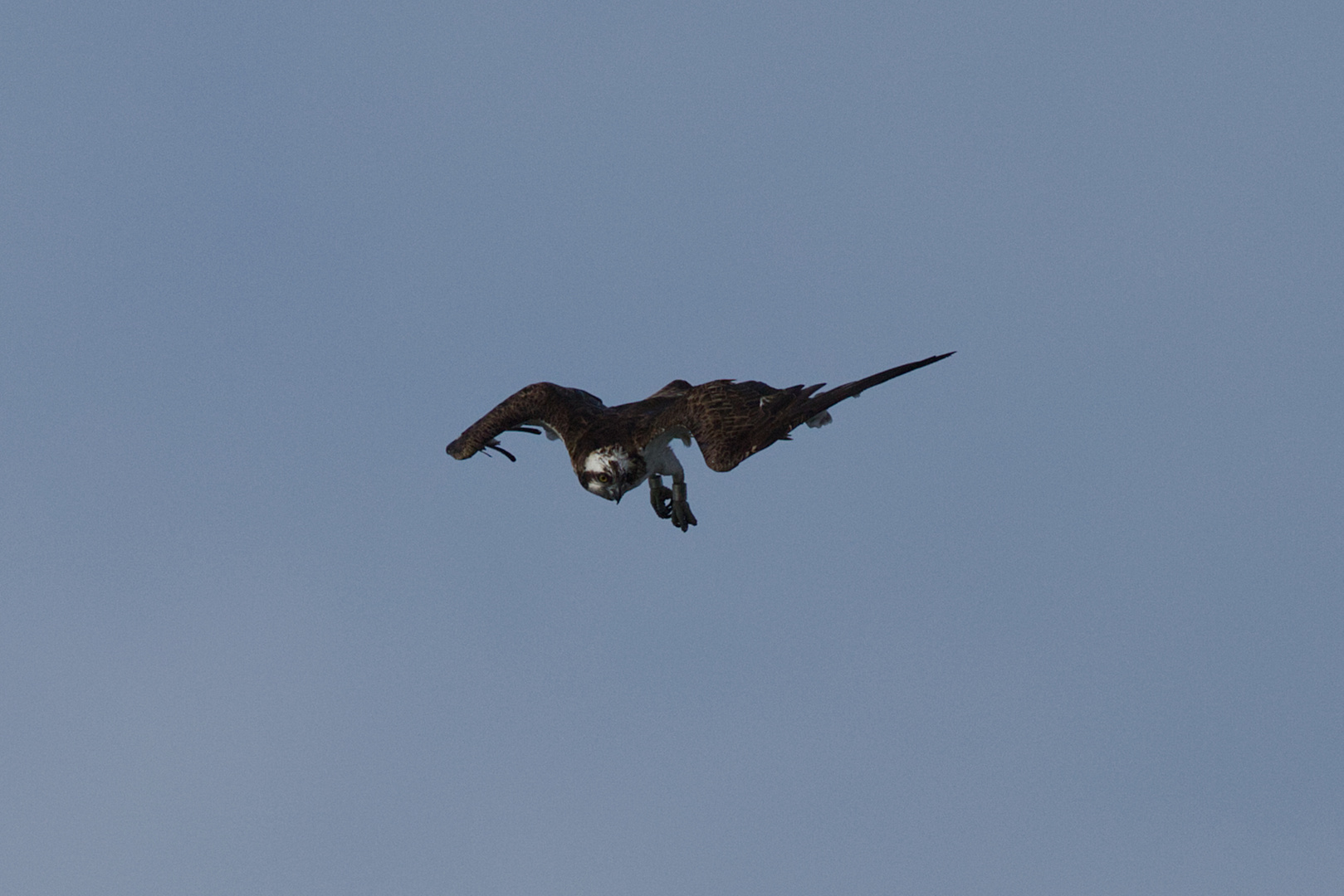 Fischadler im Jagdflug ( Serie Bild 1 )